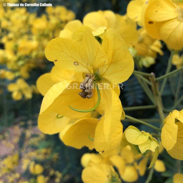 Cassia spectabilis, golden wonder tree, American cassia image